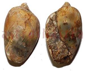 Heera Shankh 0225 35